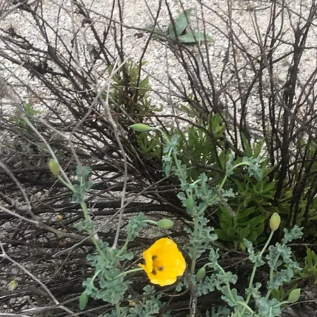 Eucalyptus -- Agios Ioannis Beachfront אגיוס יואניס
