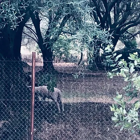 Eucalyptus -- Agios Ioannis Beachfront شقة *