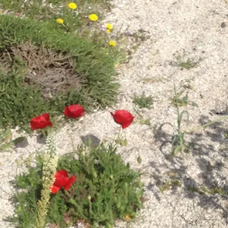 Eucalyptus -- Agios Ioannis Beachfront شقة