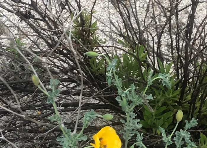 Eucalyptus -- Agios Ioannis Beachfront אגיוס יואניס