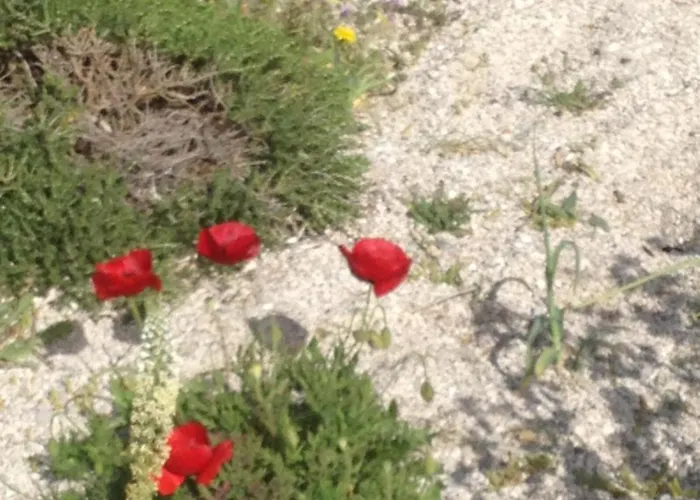 Eucalyptus -- Agios Ioannis Beachfront דירה